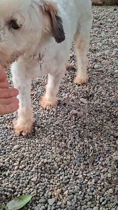 Enlarge Antonella, a Adopted mixed breed in EL COLORADO, JAL video 5/5