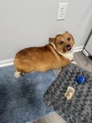 Alister, a Adoptable Cardigan Welsh Corgi in Burlington, WI image 1/3