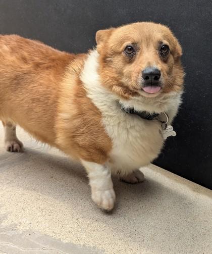 Enlarge Alister, a Adoptable Cardigan Welsh Corgi in Burlington, WI image 1/3