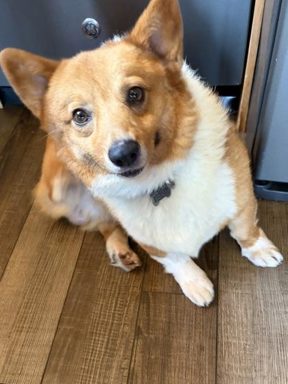 Enlarge Alister, a Adoptable Cardigan Welsh Corgi in Burlington, WI image 2/3