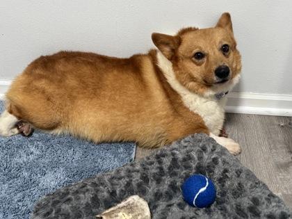 Alister, a Adoptable Cardigan Welsh Corgi in Burlington, WI image 2/3