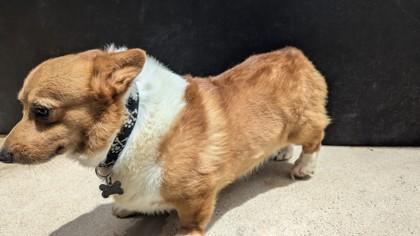 Alister, a Adoptable Cardigan Welsh Corgi in Burlington, WI image 3/3