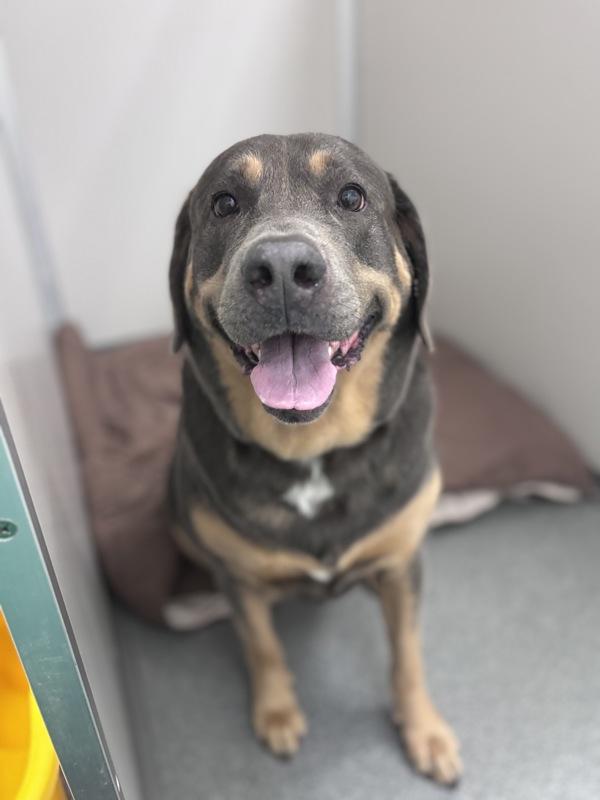 Taz, Adoptable, Adult Female Labrador Retriever.