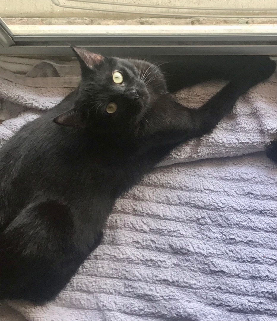 Embry, a Adoptable Domestic Short Hair in Winston-Salem, NC image 2/6