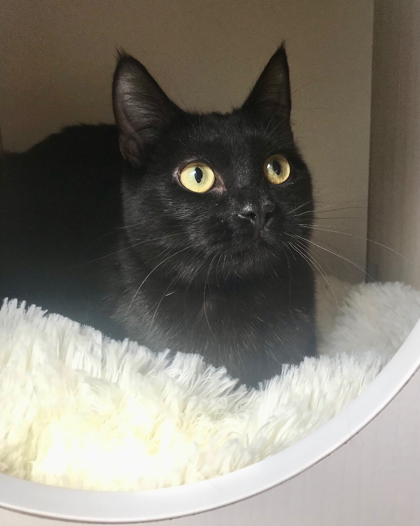 Embry, a Adoptable Domestic Short Hair in Winston-Salem, NC image 3/6