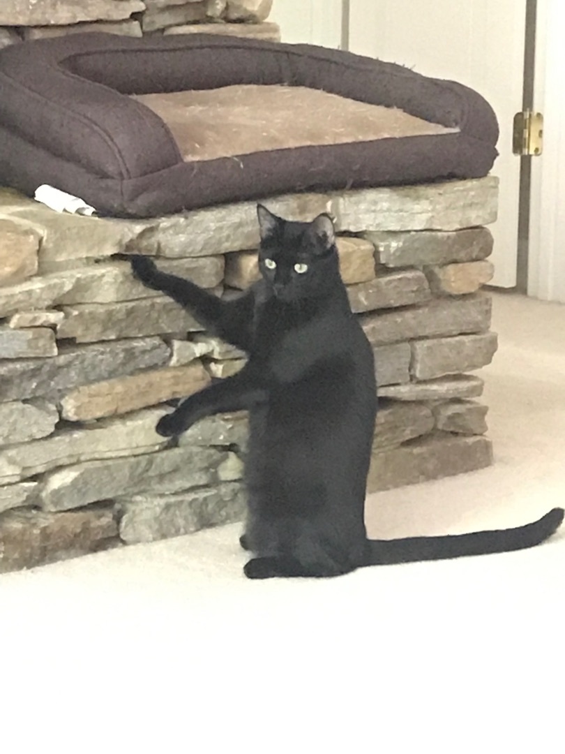 Embry, a Adoptable Domestic Short Hair in Winston-Salem, NC image 4/6