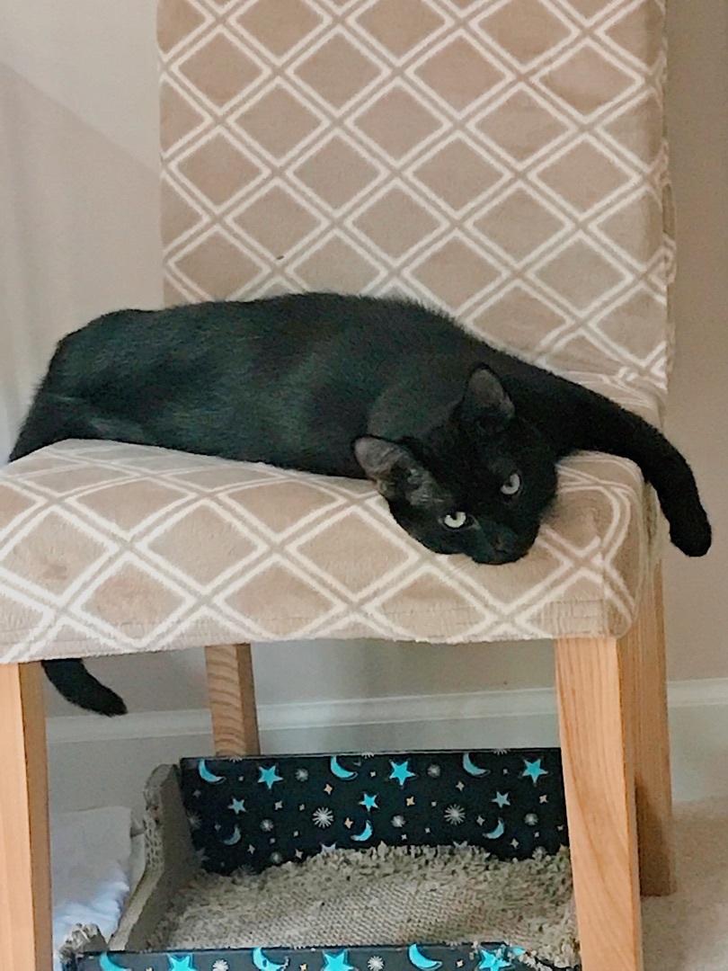 Embry, a Adoptable Domestic Short Hair in Winston-Salem, NC image 5/6