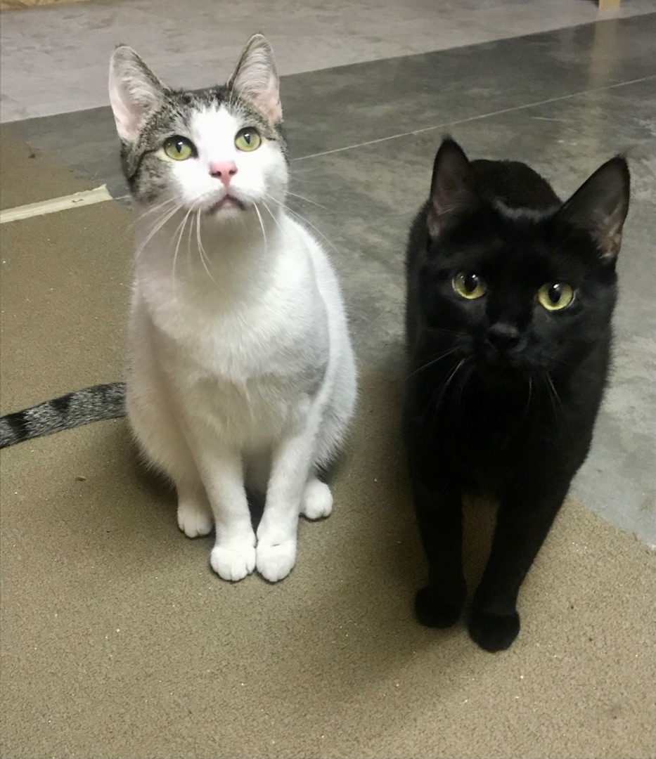 Embry, a Adoptable Domestic Short Hair in Winston-Salem, NC image 6/6