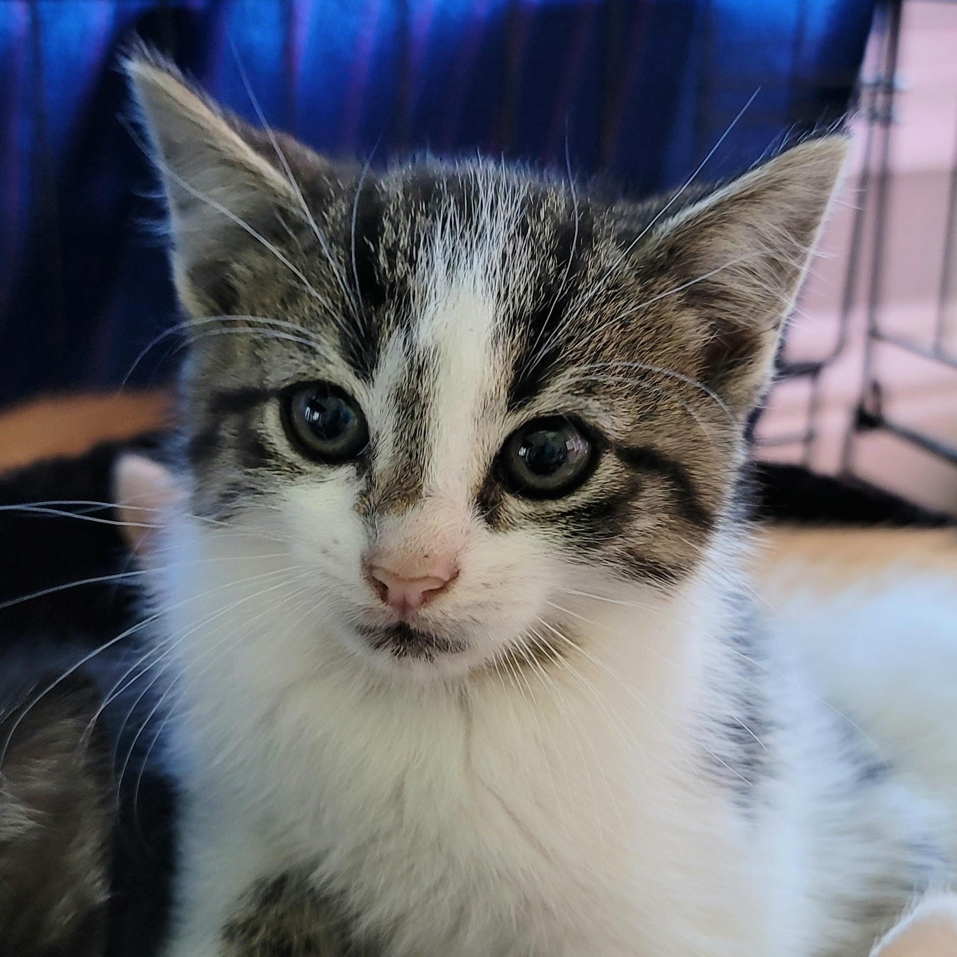 Godiva, a Adopted Domestic Short Hair in Alvin, TX image 6/6