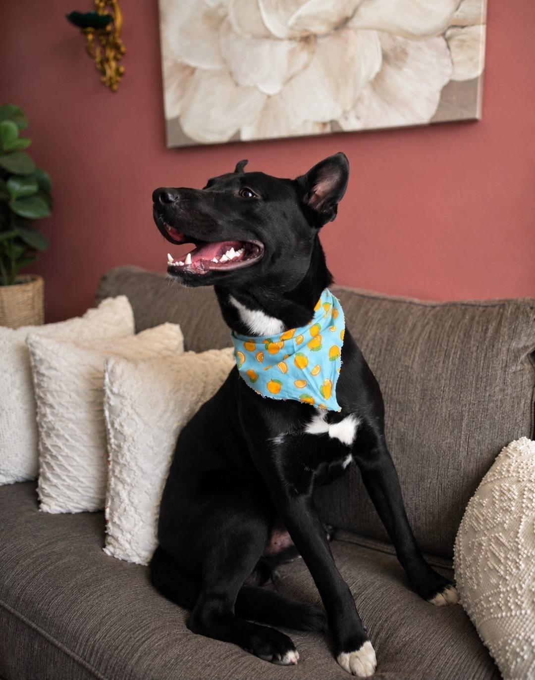 Gentle boy Dumplin, a Adoptable mixed breed in Menifee, CA image 6/6