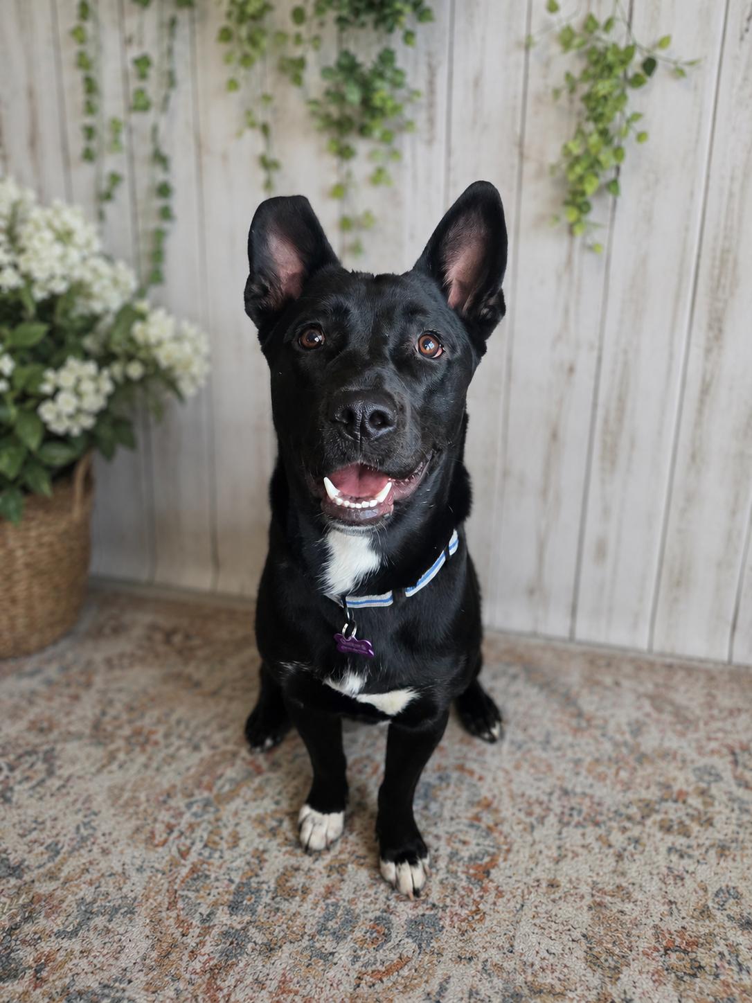 Gentle boy Dumplin, a Adoptable mixed breed in Menifee, CA image 3/6