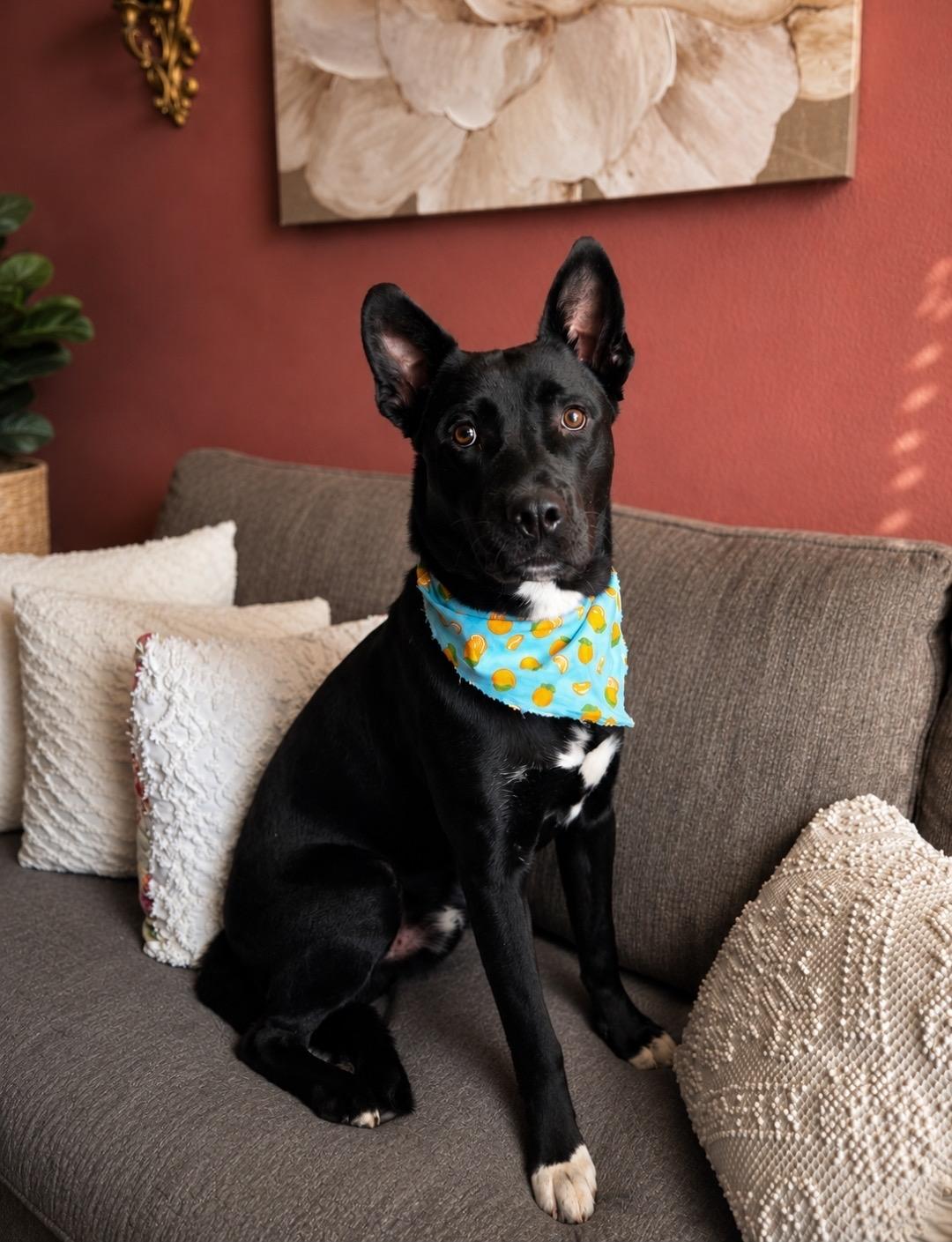 Gentle boy Dumplin, a Adoptable mixed breed in Menifee, CA image 5/6