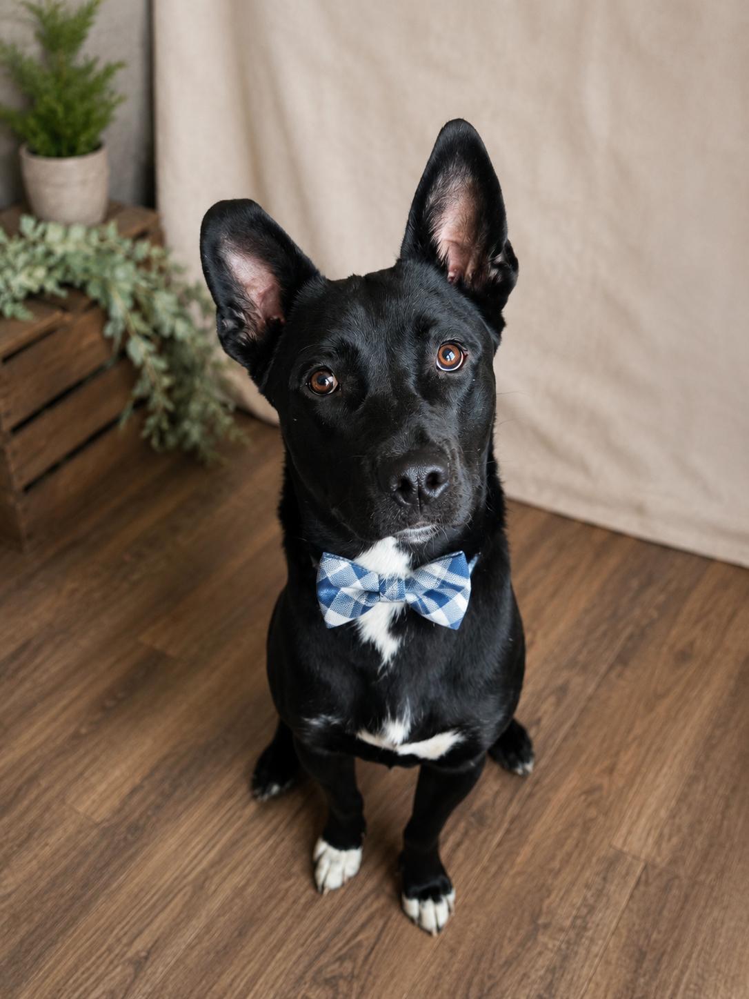 Gentle boy Dumplin, Adoptable, Young Male Pit Bull Terrier.