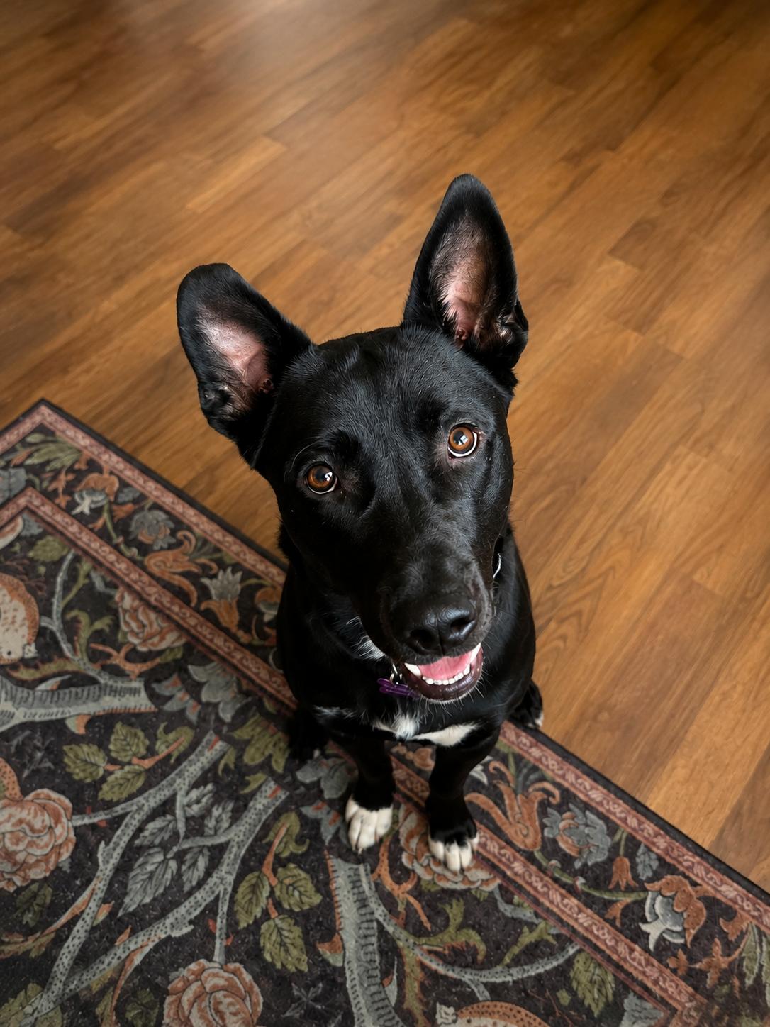 Gentle boy Dumplin, a Adoptable mixed breed in Menifee, CA image 4/6