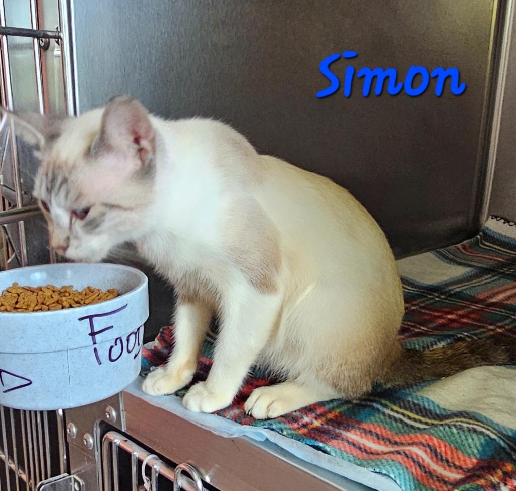 Simon, Adoptable, Kitten Male Siamese.
