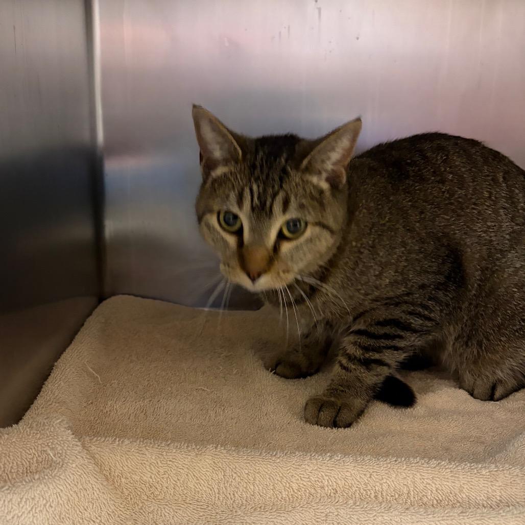 Kinscet, Adoptable, Young Female Domestic Short Hair.