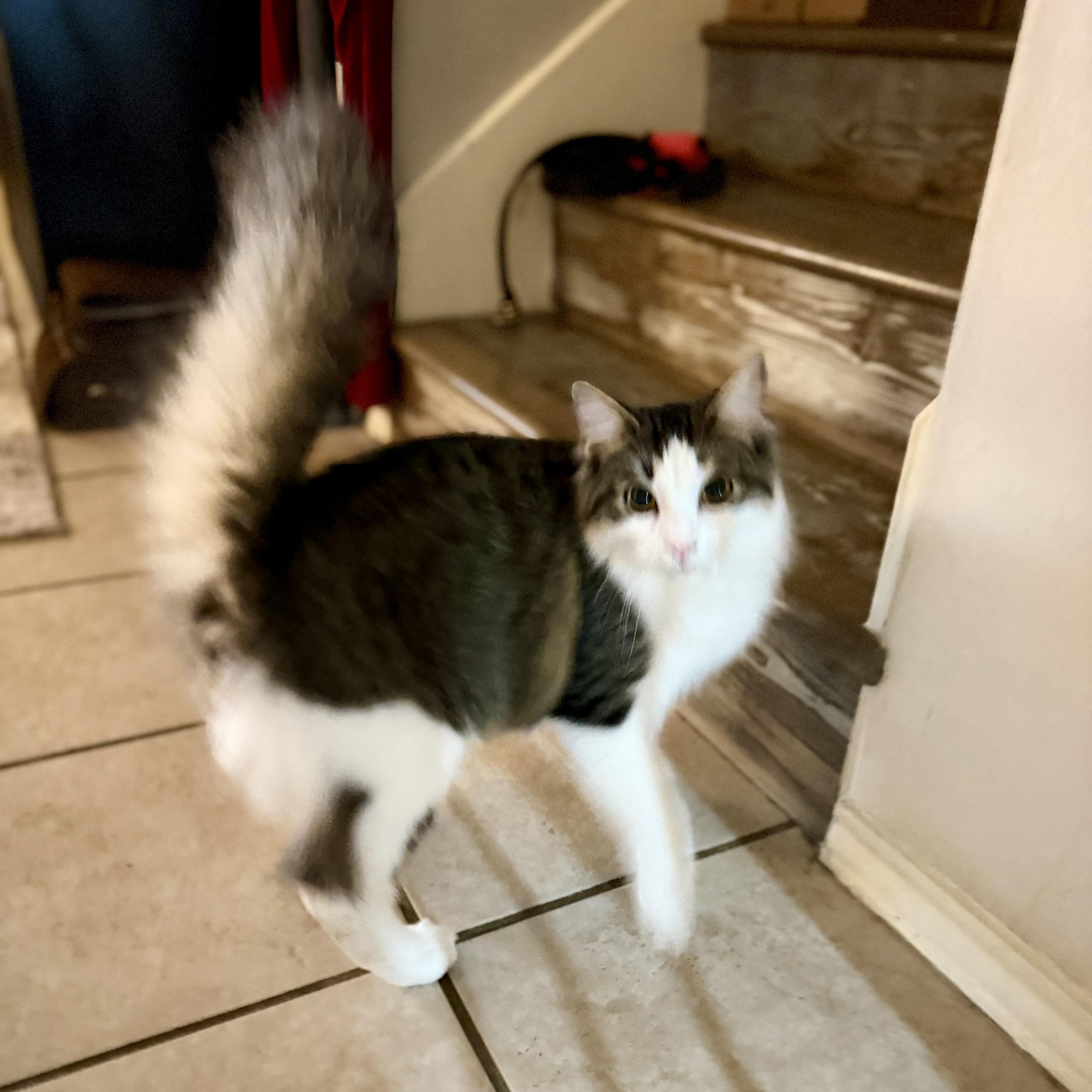 Enlarge Iggy, an adopted mixed breed in Baytown, TX image 5/6