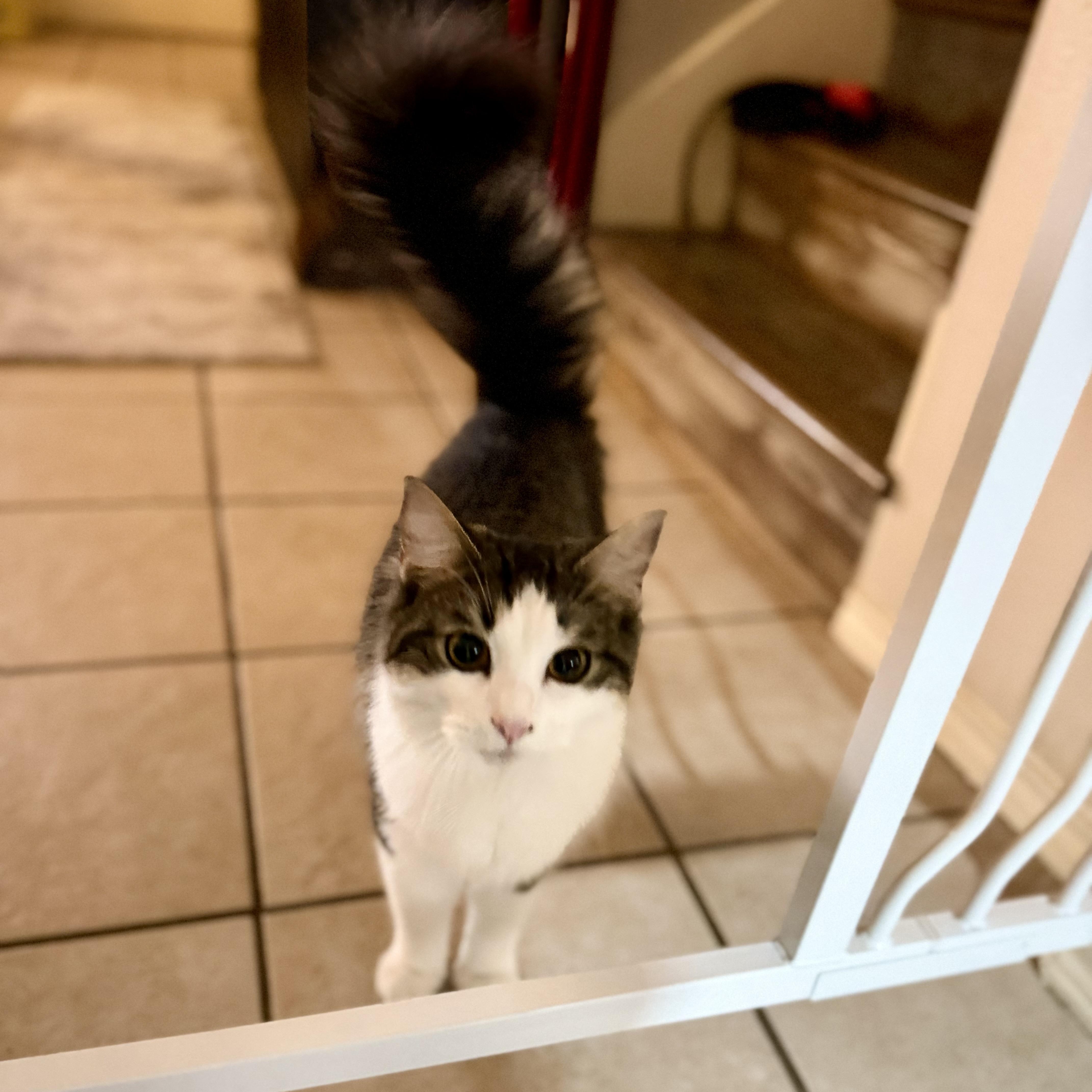 Iggy, adopted, Young Male Domestic Long Hair.