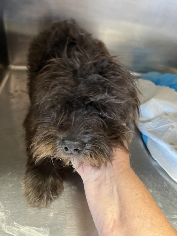 JAM, Adoptable, Adult Male Lhasa Apso & Mixed Breed.