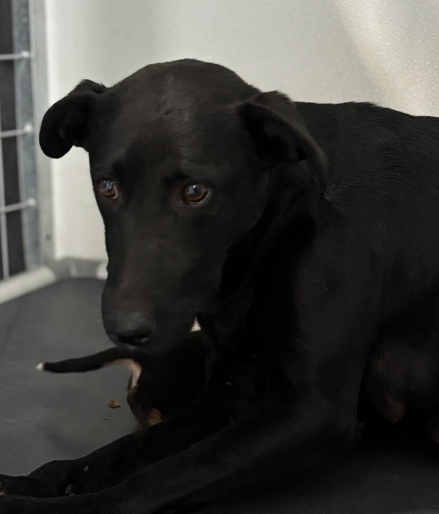 Serenity, Adoptable, Adult Female Labrador Retriever & Mixed Breed.