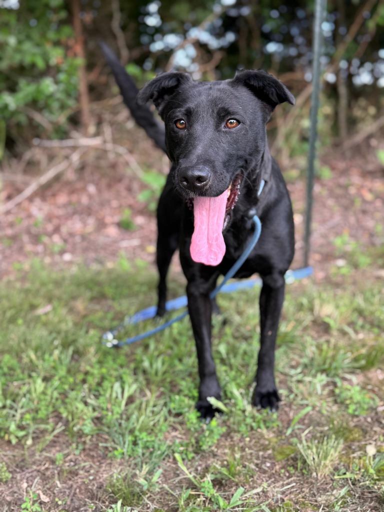 Serenity, Adoptable, Adult Female Labrador Retriever & Mixed Breed.