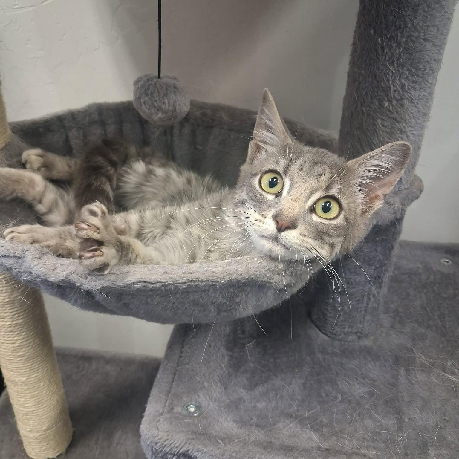 Spock, ADOPTABLE, Young Male Domestic Short Hair.