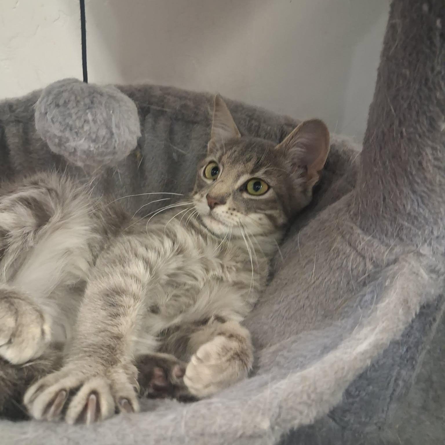 Enlarge Spock, a ADOPTABLE Domestic Short Hair in Roosevelt, UT image 2/4