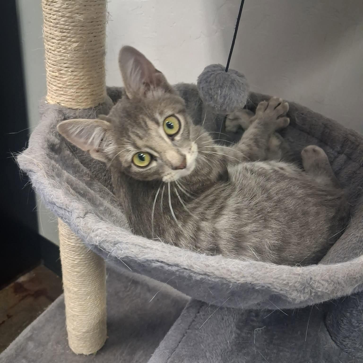 Enlarge Spock, a ADOPTABLE Domestic Short Hair in Roosevelt, UT image 4/4