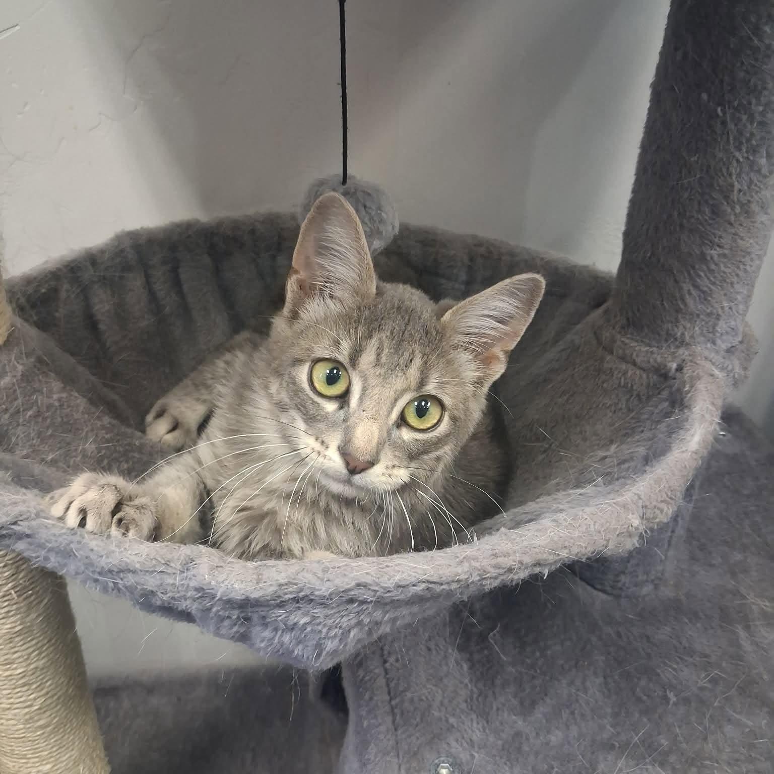 Enlarge Spock, a ADOPTABLE Domestic Short Hair in Roosevelt, UT image 3/4