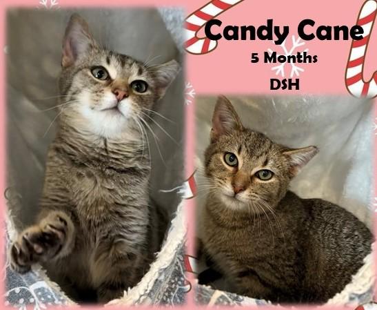 Enlarge Candy Cane, an adopted Domestic Short Hair in Franklin, IN image 1/1