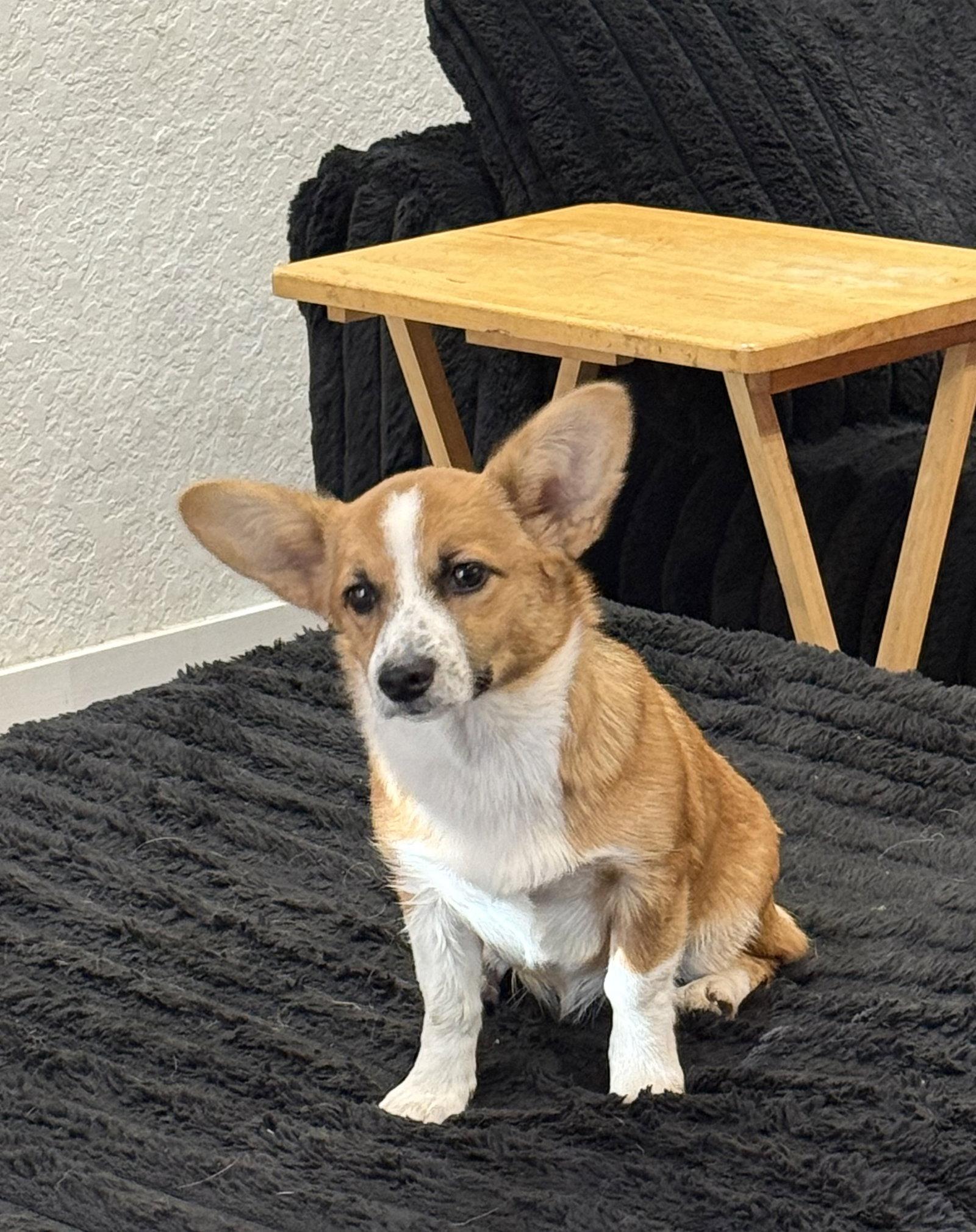 Willow Corgi, a Adoptable Corgi in Valrico, FL image 1/2