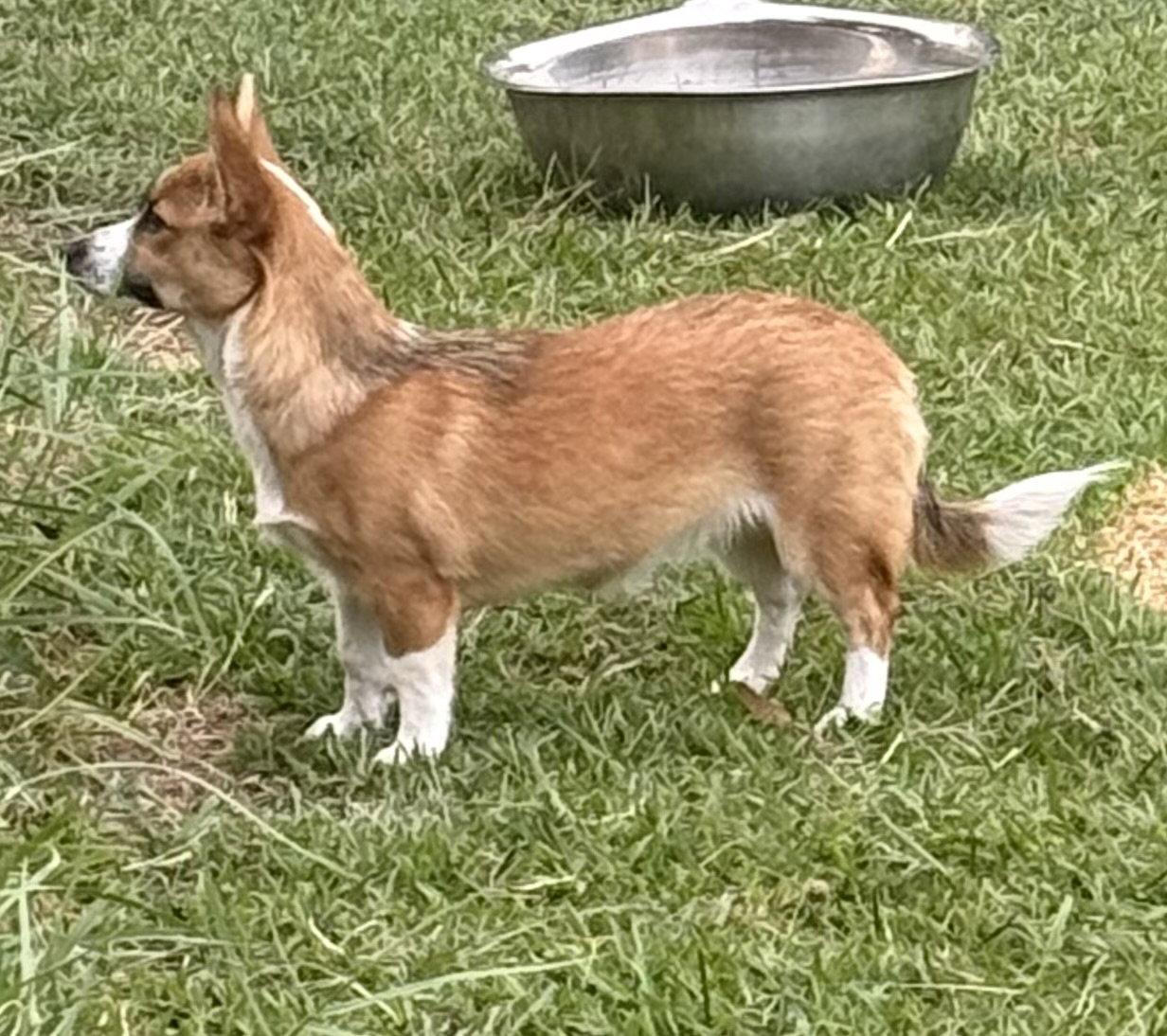 Willow Corgi, a Adoptable Corgi in Valrico, FL image 2/2