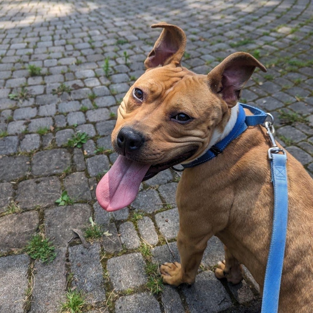 Sweet Georgia , Adoptable, Adult Female Mixed Breed.