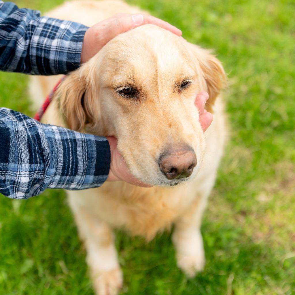 Enlarge Princess Buttercup, an adopted Golden Retriever in Chester Springs, PA image 4/6