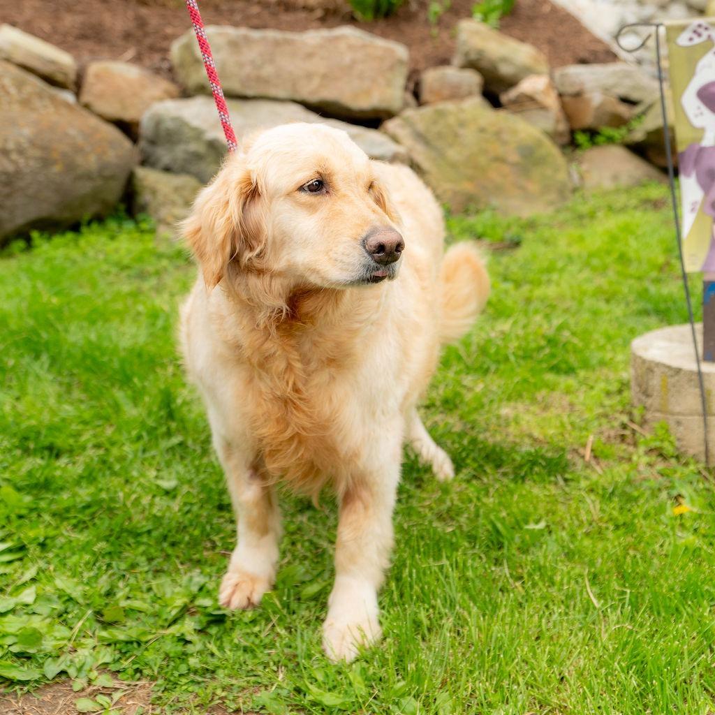 Enlarge Princess Buttercup, an adopted Golden Retriever in Chester Springs, PA image 1/6