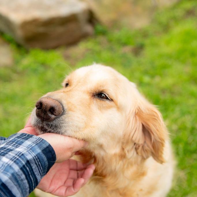 Enlarge Princess Buttercup, an adopted Golden Retriever in Chester Springs, PA image 2/6