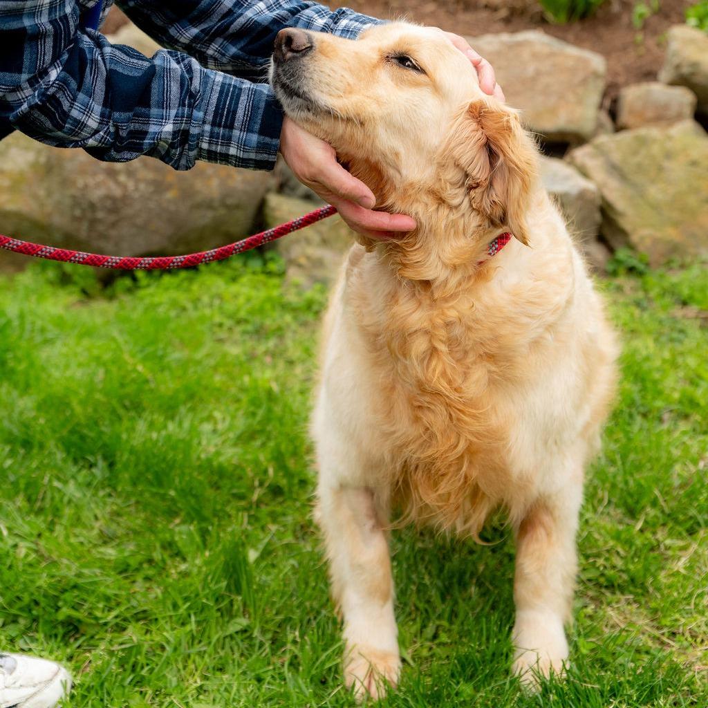 Enlarge Princess Buttercup, an adopted Golden Retriever in Chester Springs, PA image 3/6