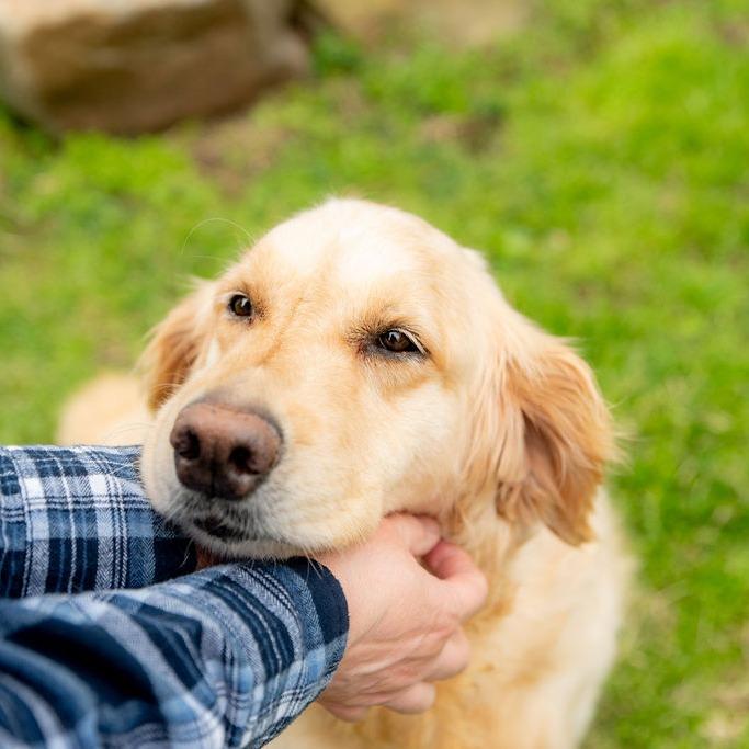 Enlarge Princess Buttercup, an adopted Golden Retriever in Chester Springs, PA image 6/6