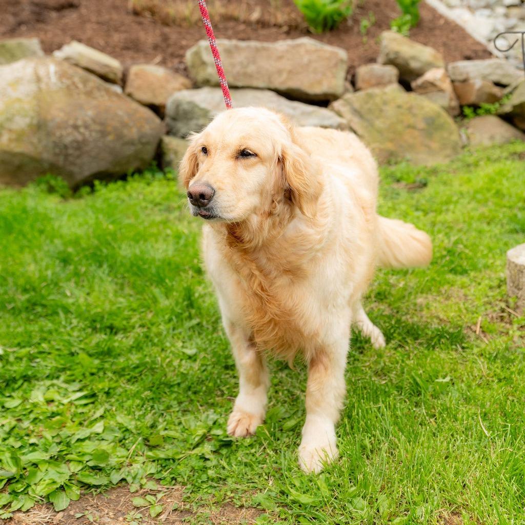 Enlarge Princess Buttercup, an adopted Golden Retriever in Chester Springs, PA image 5/6