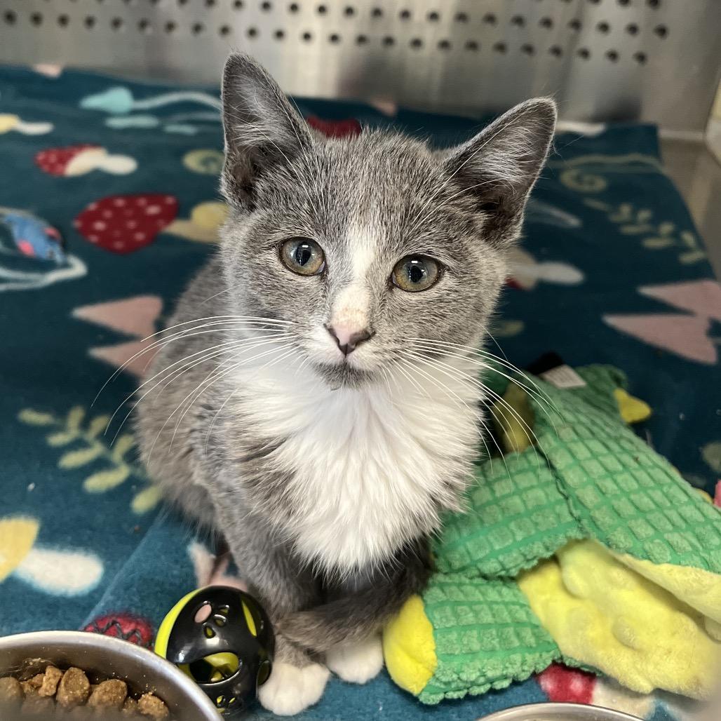 Enlarge Tiny, a Adoptable American Shorthair in Pittsburg, KS image 1/1