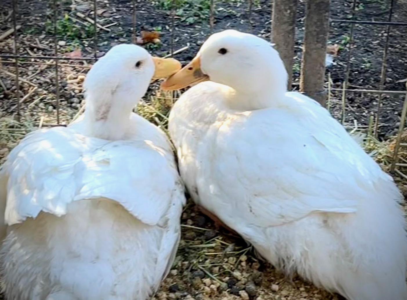 Enlarge Pekin Ducks, a Adoptable Duck in Indianapolis, IN image 2/6