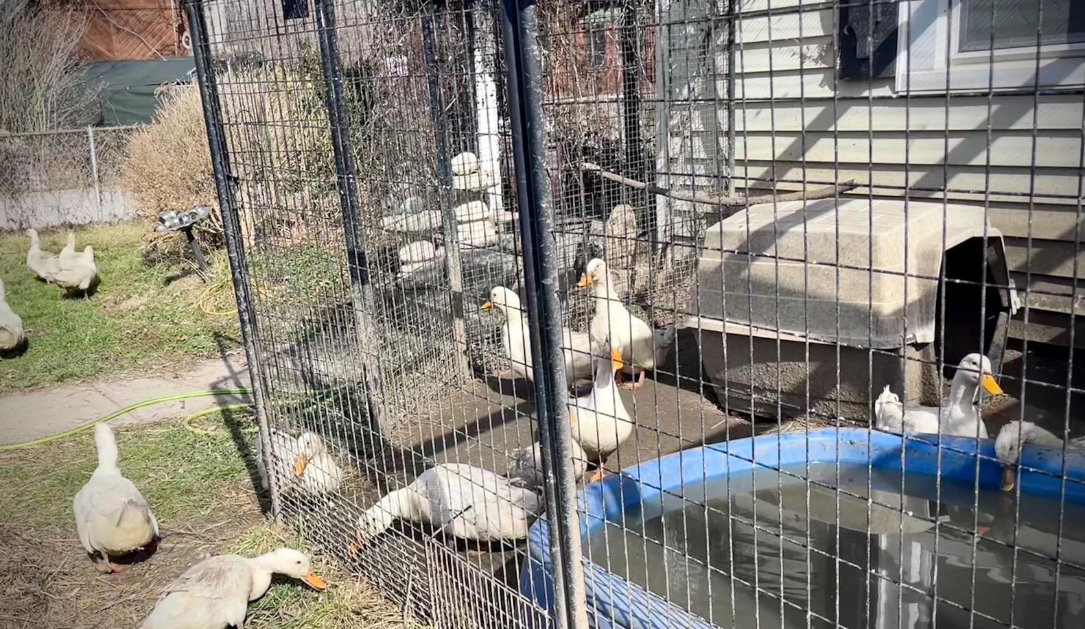 Enlarge Pekin Ducks, a Adoptable Duck in Indianapolis, IN image 3/6
