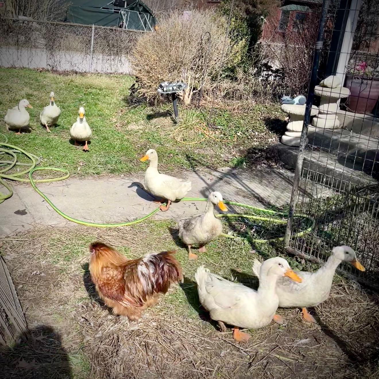 Enlarge Pekin Ducks, a Adoptable Duck in Indianapolis, IN image 4/6