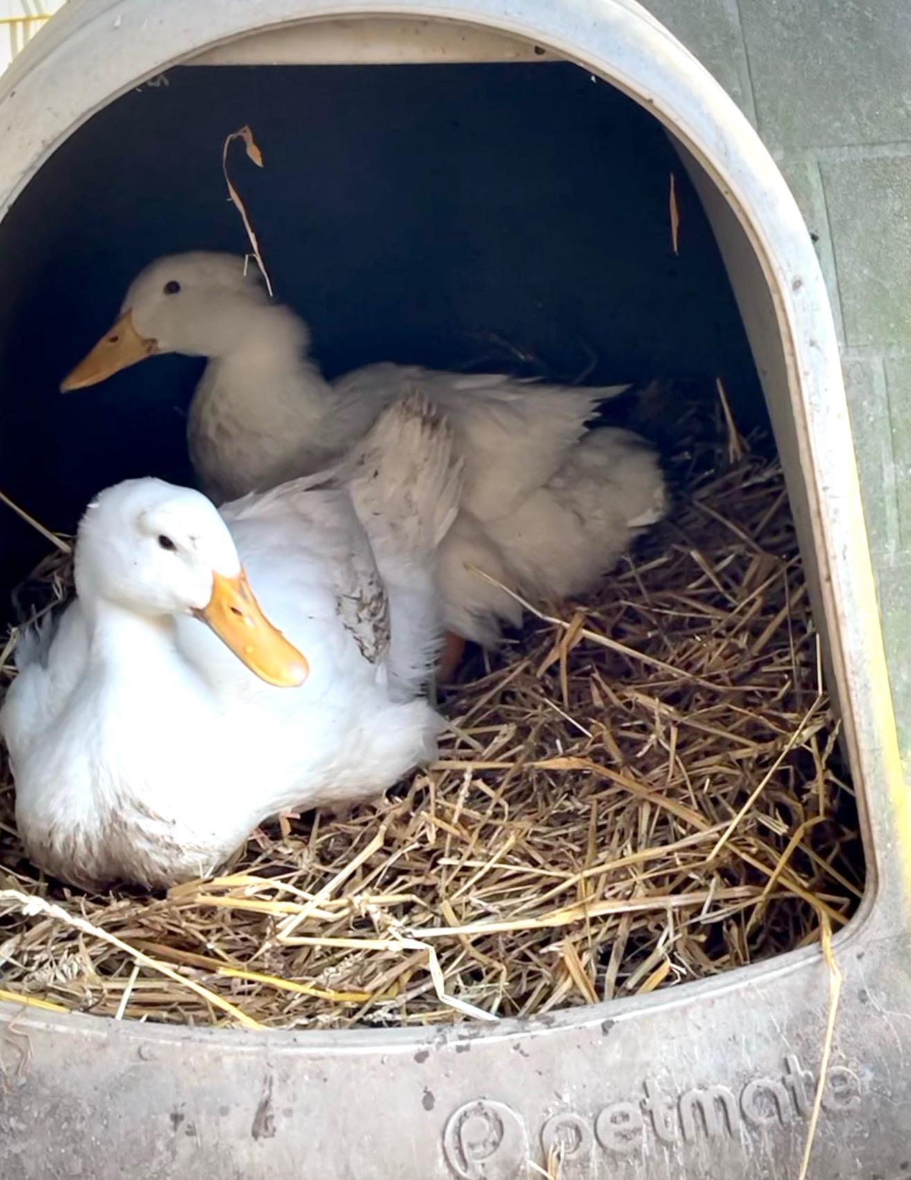 Enlarge Pekin Ducks, a Adoptable Duck in Indianapolis, IN image 5/6