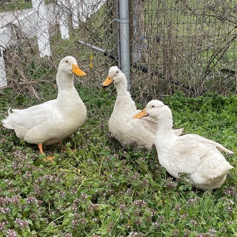 Enlarge Pekin Ducks, a Adoptable Duck in Indianapolis, IN image 6/6