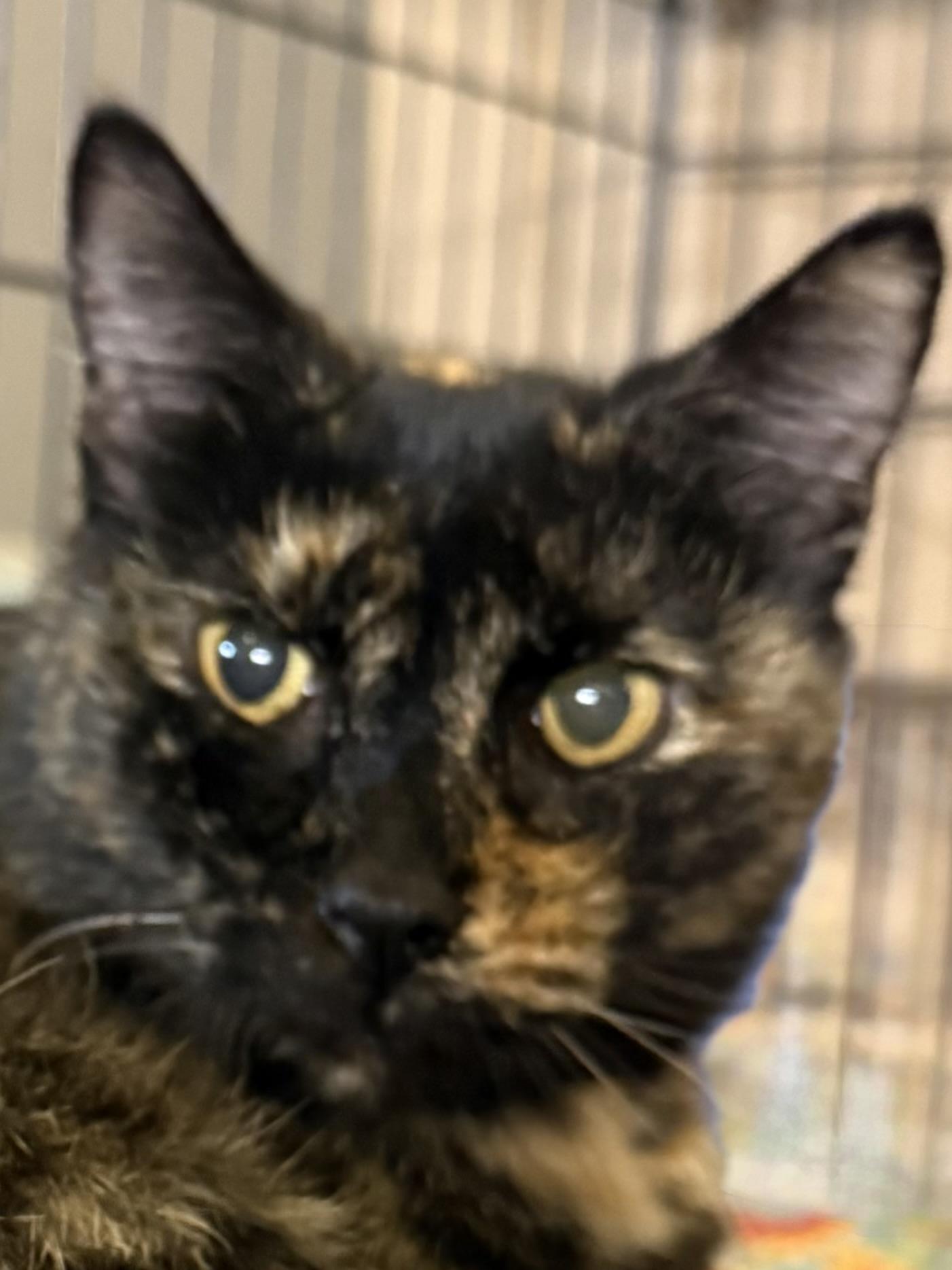 FELICIA, Adoptable, Adult Female Tortoiseshell.