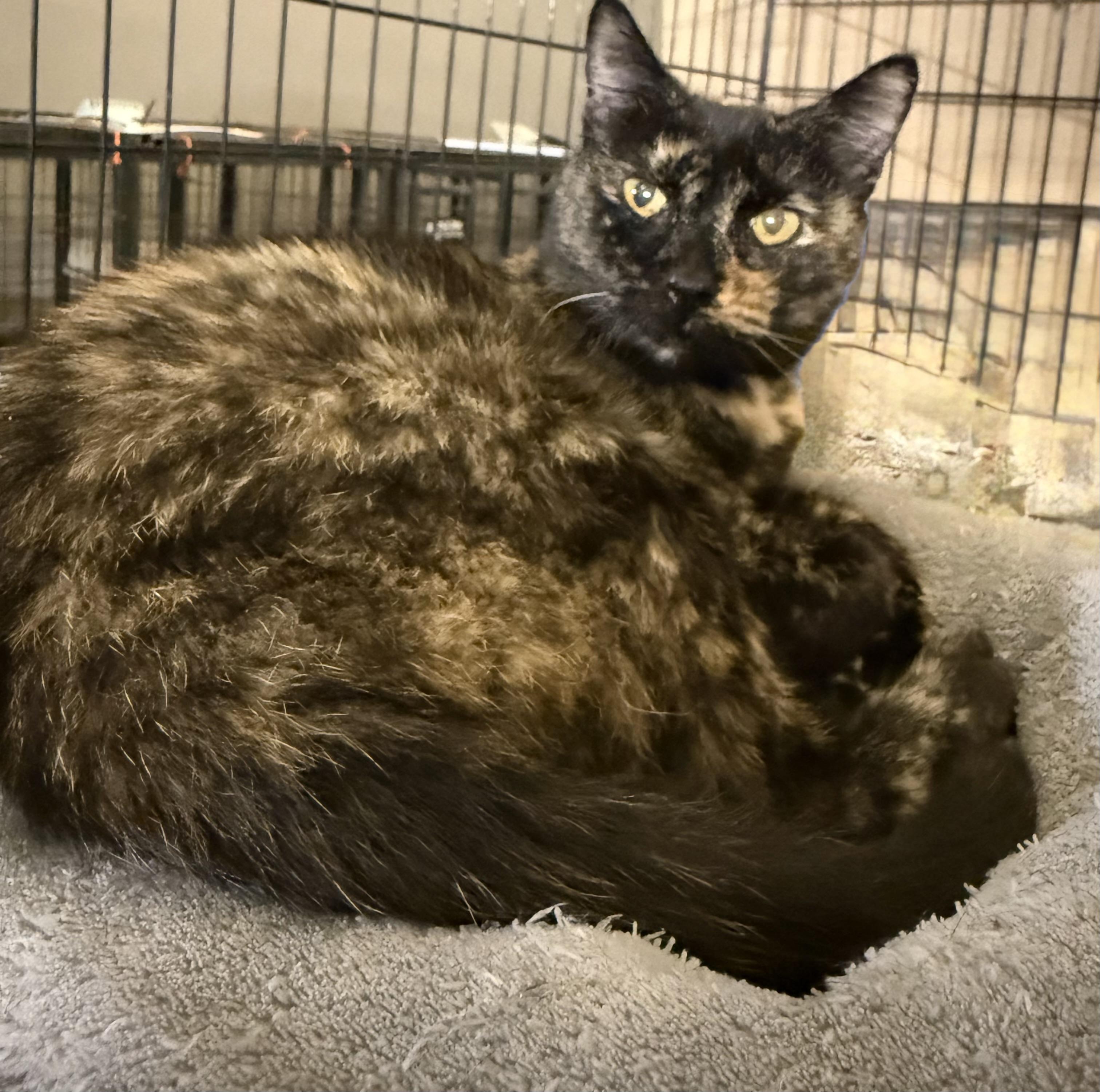Enlarge FELICIA, a Adoptable Tortoiseshell in Lake Ozark, MO image 2/2