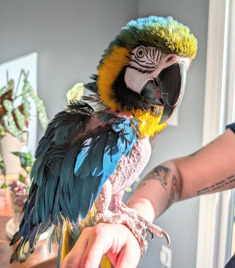 Cara, a Adoptable Macaw in Ballwin, MO image 4/6