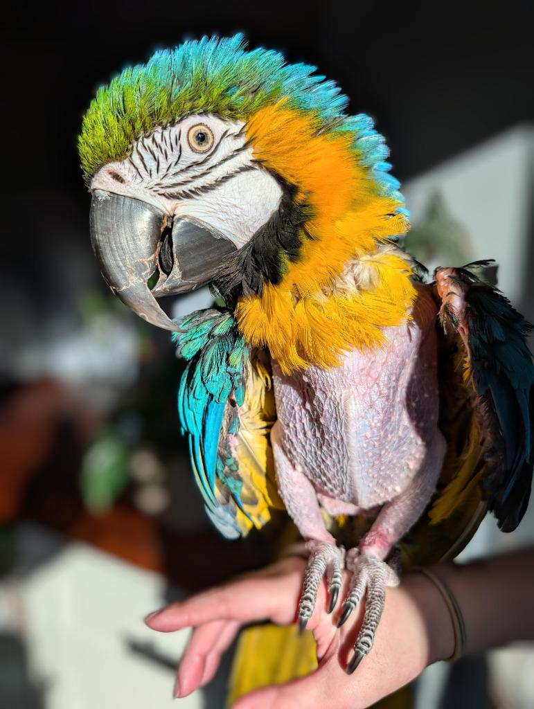 Cara, a Adoptable Macaw in Ballwin, MO image 2/6