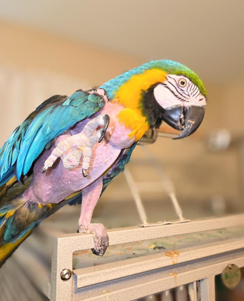 Cara, a Adoptable Macaw in Ballwin, MO image 6/6
